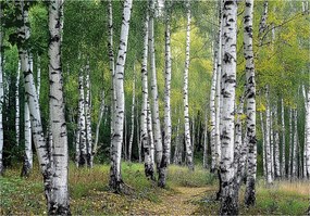 3D Fotótapéta Nyírfa Erdő Fák Hálószoba Nappali Tapéta Flizelina 300x210