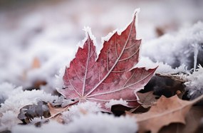 Poszter 91,5x60cm Levél az ősz végén