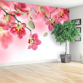 Fotótapéta trópusi orchideák 104x70 cm