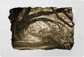 Poszterek 60x40 Tölgyek a Szépia parkban