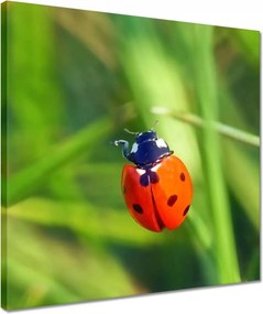 Vászonkép 40x40 Állatok