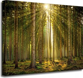 Vászonkép Erdő Fák Nap Természet Tavasz 50x40 cm