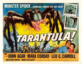 Illusztráció Tarantula 02