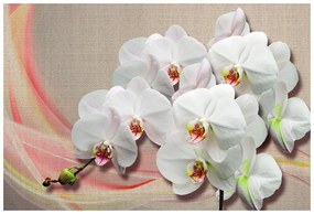 Tapéta fehér orchidea vásznon