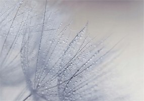 Fotótapéta Falra az előszoba konyhájába Pitypang gyöngyös 312x219 Ragasztó