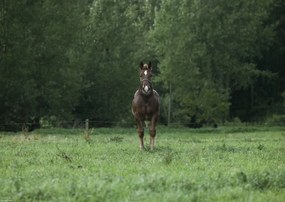 Poszter 42x29,7cm Ló a mezőn állva, Assaf Frank