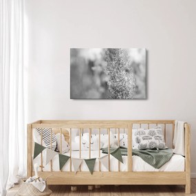 Kép - Boho pampafű (90x60 cm)