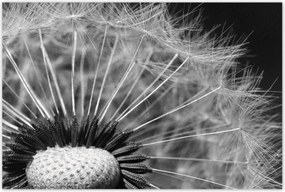 Poszterek 120x80 Pitypang Virág Virágok