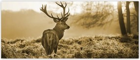 Fotótapéta flizelina 250x104 Szépia szarvas