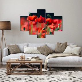 Kép - pipacsok (150x105 cm)