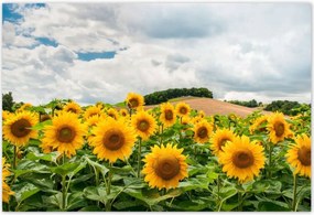 Poszterek 185x125 Tájkép napraforgókkal