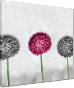 Vászonkép 50x50 Rózsaszín pitypang virág