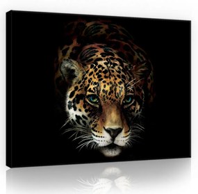 Jaguár, vászonkép, 60x40 cm méretben