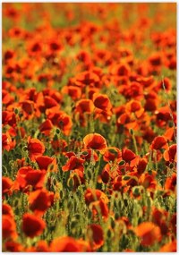 Poszterek 70x100 Pipacsok rétje