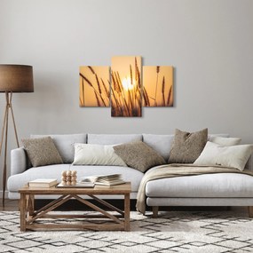 Kép - Füvek a napon (90x60 cm)