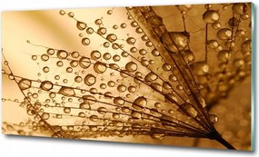 Fotótapéta falra edzett üveg Bazsarózsa 100x70