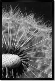 Poszterek keretben 40x60 Pitypang Virág Virágok