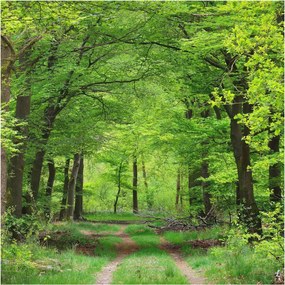 Flizelin tapéta Flizelin Fali Prémium Erdei ösvény 250x250 Ragasztó