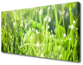Vászonkép nyomtatás Grass Nature Plant 125x50 cm