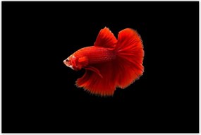 Poszterek 120x80 Piros harcos hal