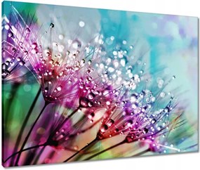 Vászonkép 80x60 Harmatcseppek Pitypang