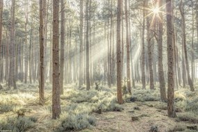 Poszter 30x20cm Ködös erdő napsugarakkal, Assaf Frank