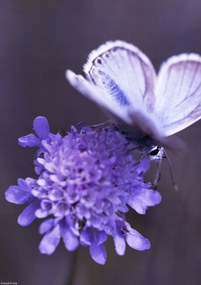 Poszter 21x29,7cm Pillangó a virágon, Assaf Frank