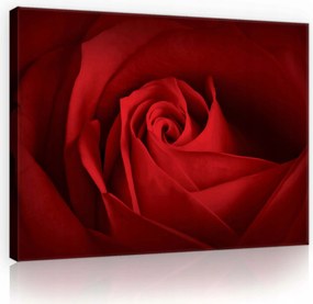 Vászonkép 70x50 Bársonyos gyönyör Hiperrealisztikus rózsa akcentus a belső térben