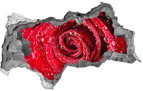Lyuk 3d fali matrica Vízcseppek egy rózsa nd-b-83790041