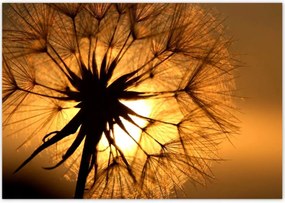 Poszterek 100x70 Pitypang Virág Virágok