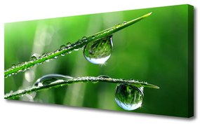 Canvas kép Grass Dew Drops 125x50 cm
