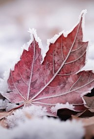 Poszter 68x101cm Levél az ősz végén