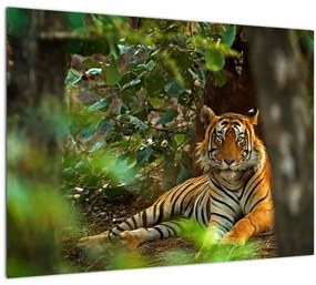Pihenő tigris képe (üvegen) (70x50 cm)