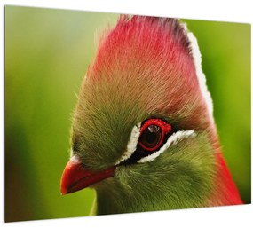 Színes madár képe (70x50 cm)