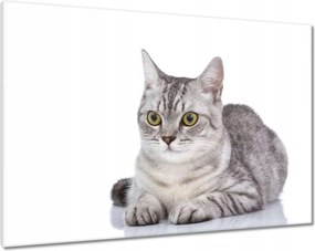 Vászonkép 100x70 Cica Cicák Macskák