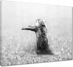 Vászonkép 50x40 Tengerpart Gyökér Homok