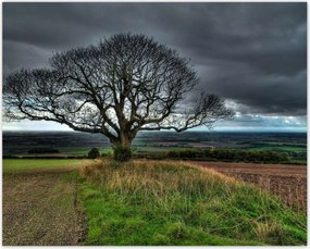 Poszterek 50x40 Fa tájkép
