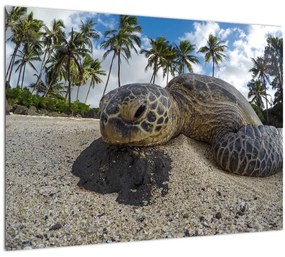 A teknős képe (üvegen) (70x50 cm)