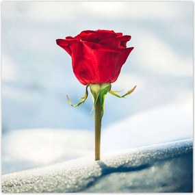 Poszterek 140x140 Rózsa Virág Virágok Rózsa