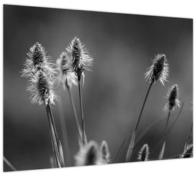 Kép - Bézs színű puha fű N⁰2 (70x50 cm)