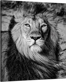 Vászonkép Szürke Sörény Oroszlán Arc Szemek 80x100 cm Ideális ajándék