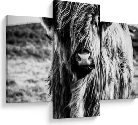Kép - Highland - skót tehén (90x60 cm)