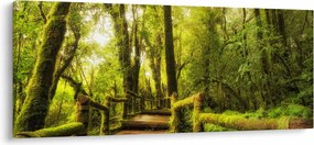 Mohás dzsungel képe (120x50 cm)