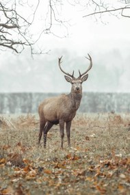 Poszter 20x30cm Szarvas az erdőben, Assaf Frank