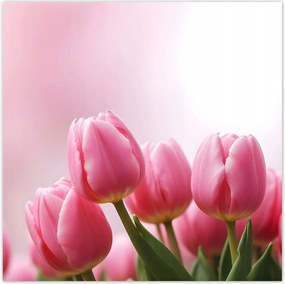 Poszterek 50x50 Rózsaszín tulipánok