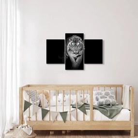 Kép - Tigris kék szemekkel (90x60 cm)
