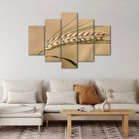 Kép - Búza (150x105 cm)