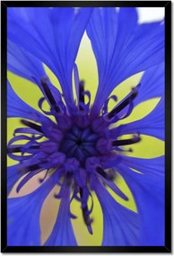 Poszterek keretben 40x60 Chaber