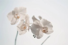 Fehér orchidea képe (90x60 cm)