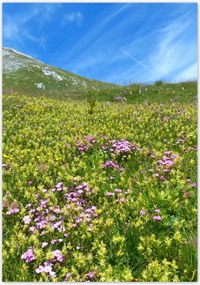 Poszterek 70x100 Alpesi rét